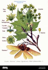 Attēlu rezultāti vaicājumam “Acer platanoides flower”