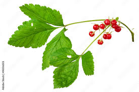 Attēlu rezultāti vaicājumam “Rubus saxatilis”
