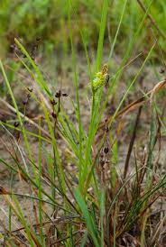 Attēlu rezultāti vaicājumam “Carex viridula flower”