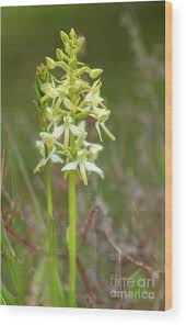 Attēlu rezultāti vaicājumam “Platanthera bifolia flower”