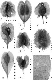 Attēlu rezultāti vaicājumam “Polygalaceae”