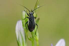 Attēlu rezultāti vaicājumam “Capsodes gothicus imago”