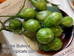 Attēlu rezultāti vaicājumam “Lycopersicon esculentum leaf”