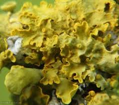 Attēlu rezultāti vaicājumam “Xanthoria parietina”