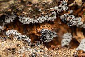 Attēlu rezultāti vaicājumam “Badhamia capsulifera stalked”