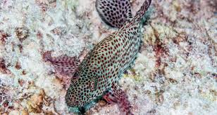 Image result for Cephalopholis cruentata