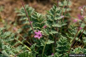 Attēlu rezultāti vaicājumam “Erodium cicutarium”