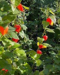 Attēlu rezultāti vaicājumam “Physalis alkekengi flower”