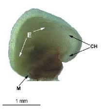 Attēlu rezultāti vaicājumam “Rhinanthus serotinus leaf”