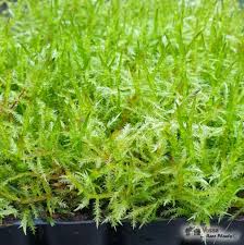 Attēlu rezultāti vaicājumam “Calliergonella cuspidata”