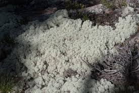 Attēlu rezultāti vaicājumam “Cladonia stellaris”