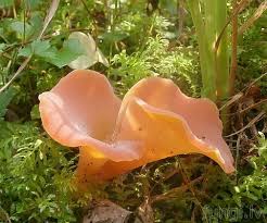 Attēlu rezultāti vaicājumam “Tremiscus helvelloides”