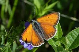 Attēlu rezultāti vaicājumam “Lycaena hippothoe”