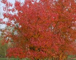 Attēlu rezultāti vaicājumam “Acer tataricum subsp. ginnala”
