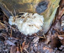 Attēlu rezultāti vaicājumam “Postia ptychogaster”