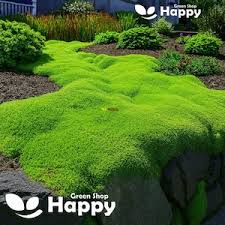 Attēlu rezultāti vaicājumam “Tortula subulata”