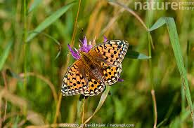 Attēlu rezultāti vaicājumam “Argynnis aglaja”