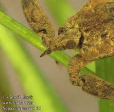 Attēlu rezultāti vaicājumam “Nepa cinerea imago”