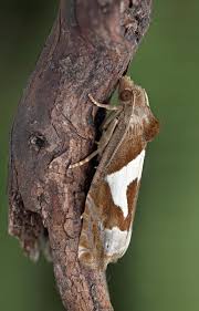 Attēlu rezultāti vaicājumam “Epiblema foenella”