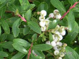 Attēlu rezultāti vaicājumam “Gaultheria cuneata”