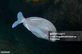 Image result for Pachymetopon grande