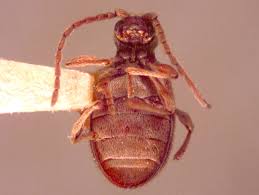 Attēlu rezultāti vaicājumam “Ptinus sp. female”