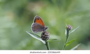 Attēlu rezultāti vaicājumam “Hyponephele lycaon”