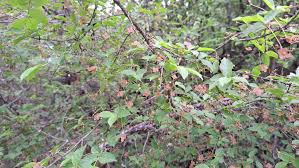 Attēlu rezultāti vaicājumam “Euonymus verrucosus”