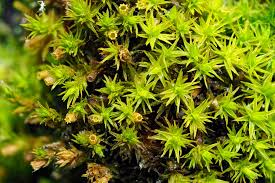 Attēlu rezultāti vaicājumam “Orthotrichum diaphanum sporophyte”