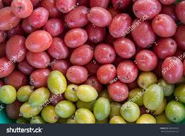 Attēlu rezultāti vaicājumam “Cinna latifolia fruit”