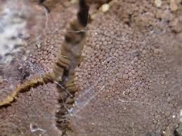 Attēlu rezultāti vaicājumam “Dictydiaethalium plumbeum”