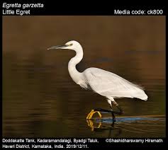 Image result for Egretta garzetta