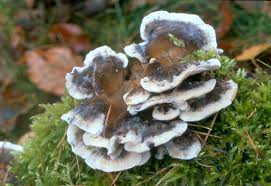 Attēlu rezultāti vaicājumam “Bjerkandera adusta”