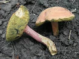 Attēlu rezultāti vaicājumam “Xerocomus rubellus”