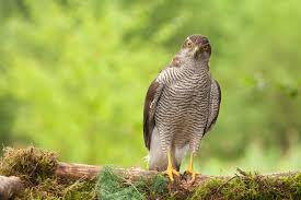 Image result for Goshawks G C