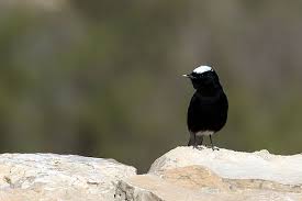 Image result for Oenanthe leucopyga