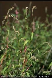 Attēlu rezultāti vaicājumam “Persicaria hydropiper”