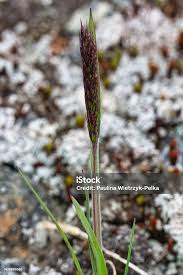 Attēlu rezultāti vaicājumam “Alopecurus pratensis flower”
