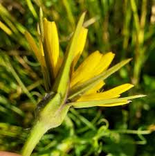 Attēlu rezultāti vaicājumam “Tragopogon heterospermus”
