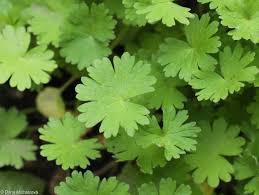 Attēlu rezultāti vaicājumam “Geranium molle”