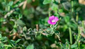 Attēlu rezultāti vaicājumam “Onagraceae”