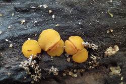 Attēlu rezultāti vaicājumam “Miladina lecithina”