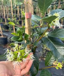 Attēlu rezultāti vaicājumam “Chionanthus virginicus”
