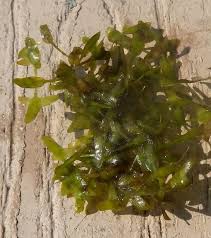 Attēlu rezultāti vaicājumam “Lemna trisulca”