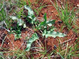 Attēlu rezultāti vaicājumam “Rumex crispus leaf”