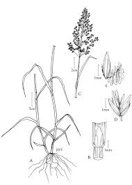 Attēlu rezultāti vaicājumam “Poa trivialis”