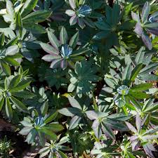 Attēlu rezultāti vaicājumam “Lupinus polyphyllus fruit”