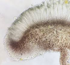 Attēlu rezultāti vaicājumam “Bacidia subincompta”