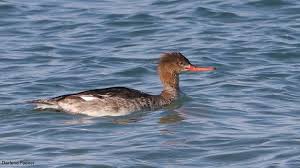 Attēlu rezultāti vaicājumam “Mergus serrator female”