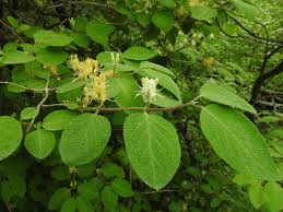 Attēlu rezultāti vaicājumam “Lonicera xylosteum leaf”